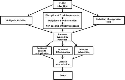 Host Immune Responses and Immune Evasion Strategies in African Trypanosomiasis